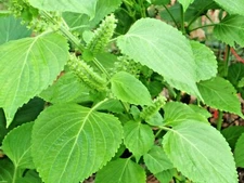101+GREEN SHISO Seeds Perilla Japanese Herb Vegetable Beefsteak Plant Sushi Soup