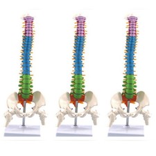 3 sztuki 45 cm z miednicą ludzka anatomia kręg kolumna wiru medycznego8038