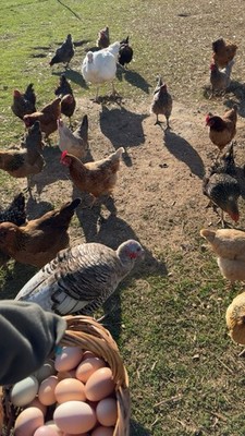 Fresh Fertile Barnyard Mix Hatching Eggs   18 Count   Feather Legged Roo