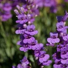 100+ Penstemon Seeds - Rocky Mountain (Penstemon strictus)Landscaping Non-GMO US