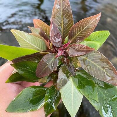 Hygrophila 'Compact' | Aquarium Plants Factory 