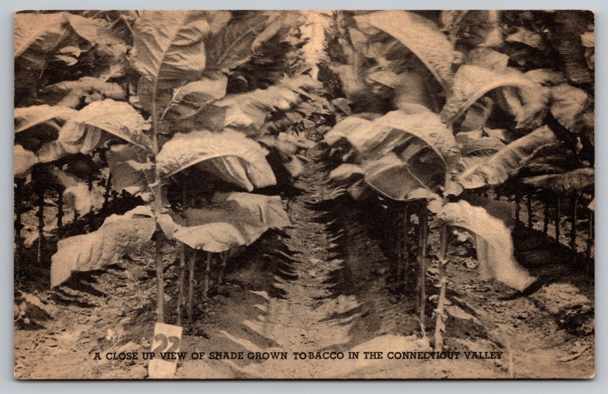 Postcard: Shade Grown Tobacco In The Connecticut Valley, Collotype Co.,  Unposted