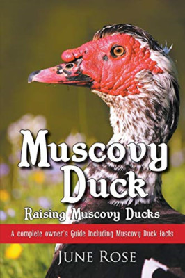 Muscovy Duck: Raising Muscovy Ducks - NEU June Rose 2015