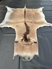Zonkeyfell (Kreuzung aus Esel und Zebra) aus ...