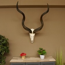 Kudu (Tragelaphus Strepsiceros) Antelope HL 136 Cm Horns Loose Skull Trophy