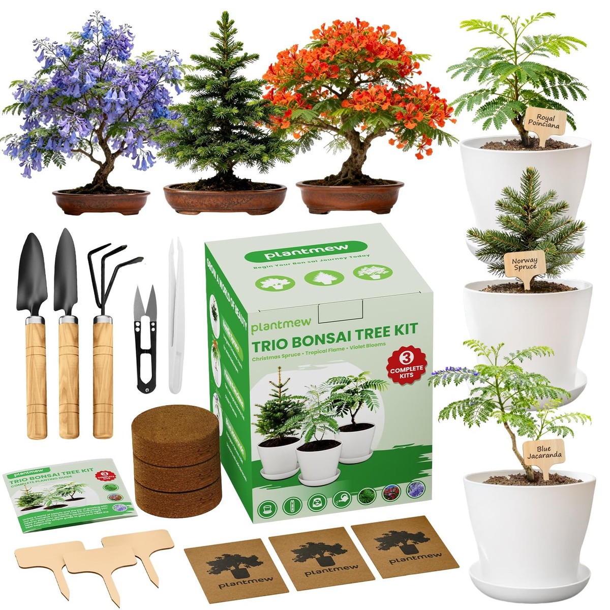 Jacaranda Bonsai Starter Kit  Complete DIY Indoor Growing Kit with Tools,  Pl... | eBay