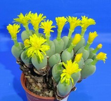 Conophytum meyeri , minimum 10 głowic!, Dostępny fito