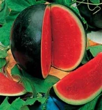 Sugar Baby Watermelon Seeds | Organic | NON-GMO | Heirloom | Best Seller