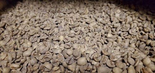 5 LB BRAZIL SWP SWISS WATER PROCESS UNROASTED GREEN COFFEE BEANS - ARABICA DECAF - Picture 11 of 12