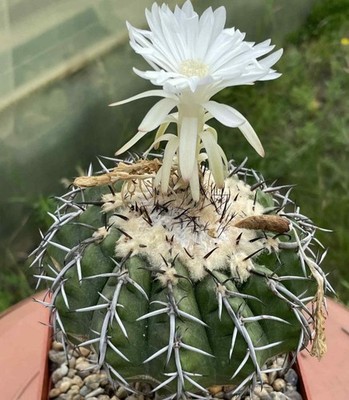 Discocactus latispinus HU 639  20seeds  harvest 2025