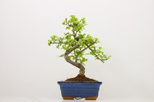 Chinese Elm Bonsai and Care Kit in 15cm Navy Ceramic Pot ZT1868