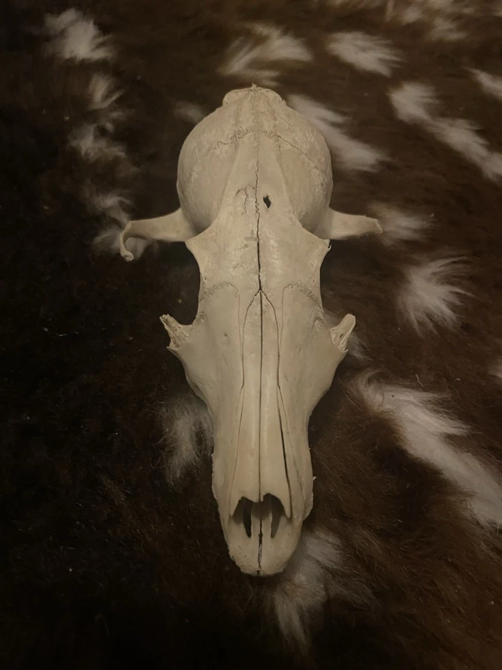 Assorted Wild Animal Bone Lot: Skulls, Jawbones, Vertebrae & Teeth Unmounted - Image 3 of 4