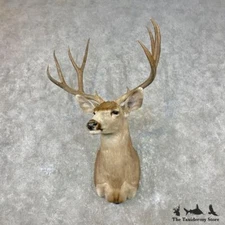 #26818 E+ | Mule Deer Taxidermy Shoulder Mount For Sale