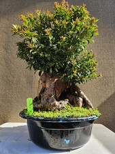 Old Australian Brush Cherry Bonsai Tree,,, SALE