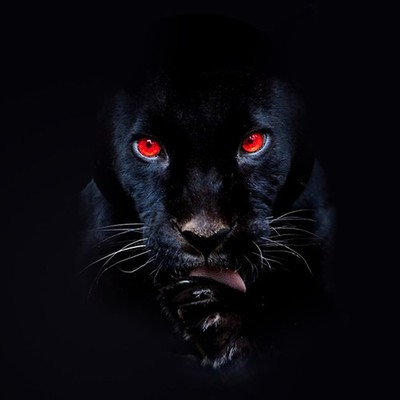 RJ Payne - He's A Fuckin Animal - Vinyl Record (LP) - M/M