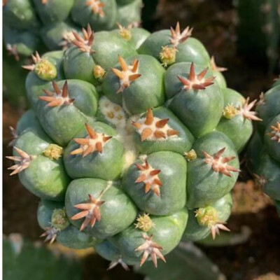 cactus Succulent Plant Coryphanthaelephantidensvar.tanshi Plant 6-7cm