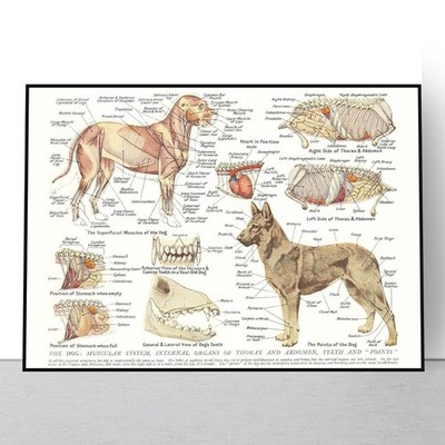 Muskeln & Organe des Hundes Tier Poster Anatomie Wissenschaft A5 A4 A3 A2 A1