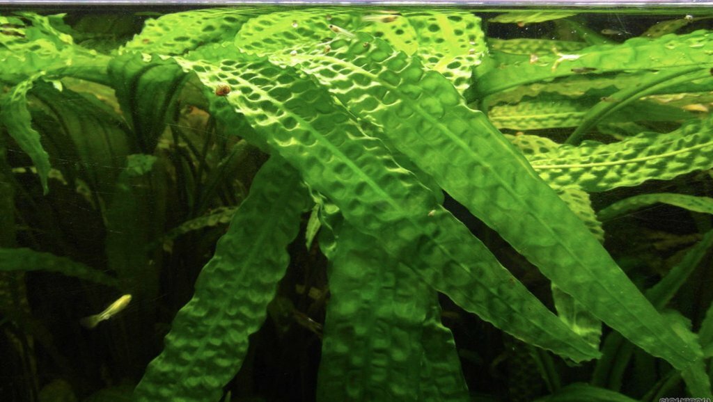 5 x Cryptocoryne usteriana green Aquarium Plant RARE live aquarium