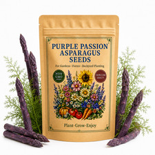 100 Purple Passion Asparagus Seeds - Perennial Heirloom Vegetable Garden