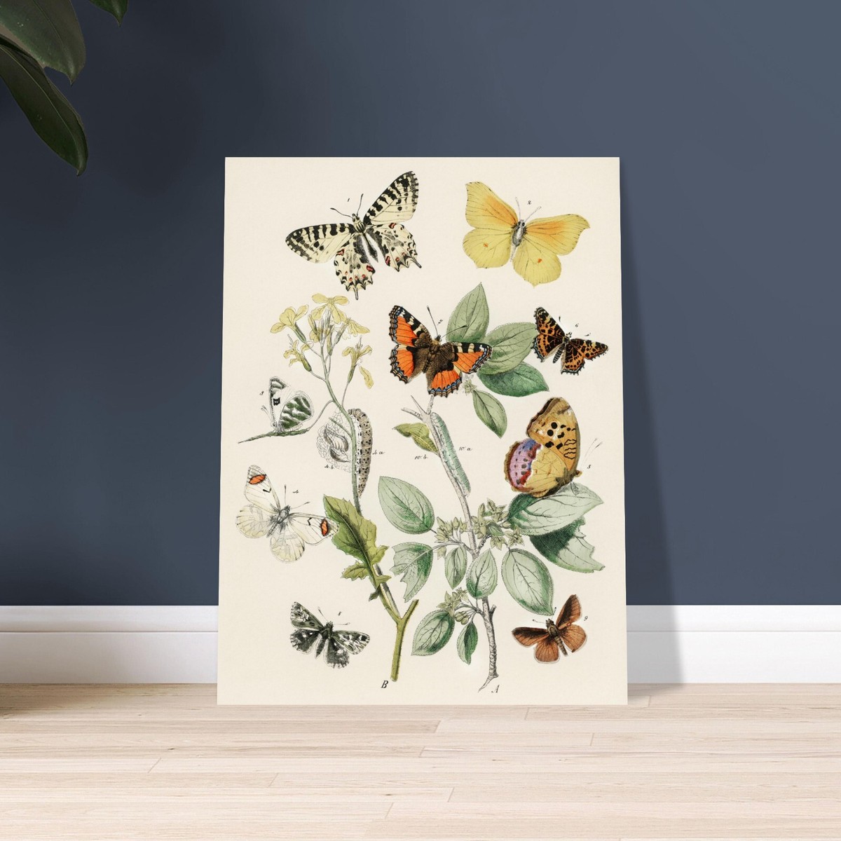 Vintage Butterfly Illustration, Framed/Unframed/Digital Poster