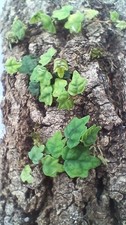 Ficus Quercifolia X2  – Oak Leaf Creeping Fig – Rooted Terrarium Plant Vivarium 