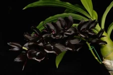 BLACK CATASEETUM TYPR ORCHID CLONE Monn. Millenium Magic 2 in pot SPIKE/BUD