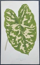 Botanique Caladium pictum Gravure couleur de 1868 par Lowe et Howard