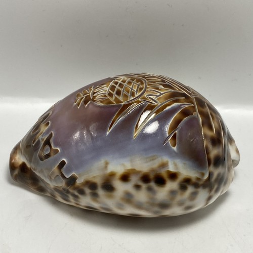 Vintage Cowrie Tiger Seashell Carved Etched Hawaii Pineapple Ocean Beach-T2 - Picture 4 of 11