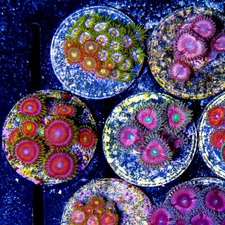 Assorted Zoanthid Coral Frag – Colorful & Hardy!