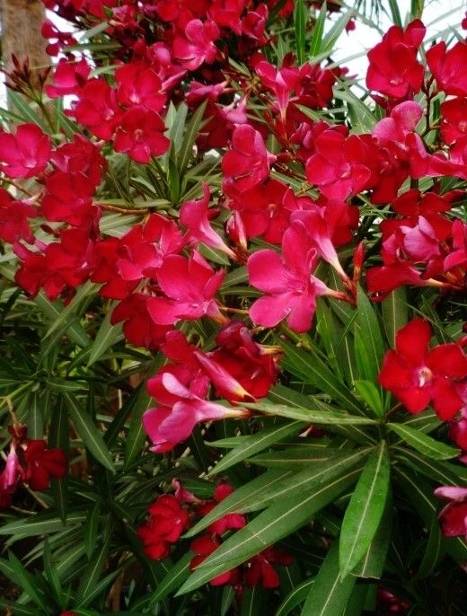 Oleander Nerium Seed Scarlet Red 50 seeds - Image 3 of 3