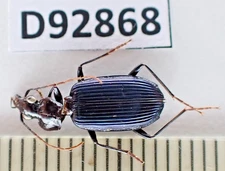 D92868. Insects, Carabidae sp. Vietnam North. 1900m. A-