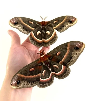 12x Cecropia Moth Eggs - Image 1 of 4