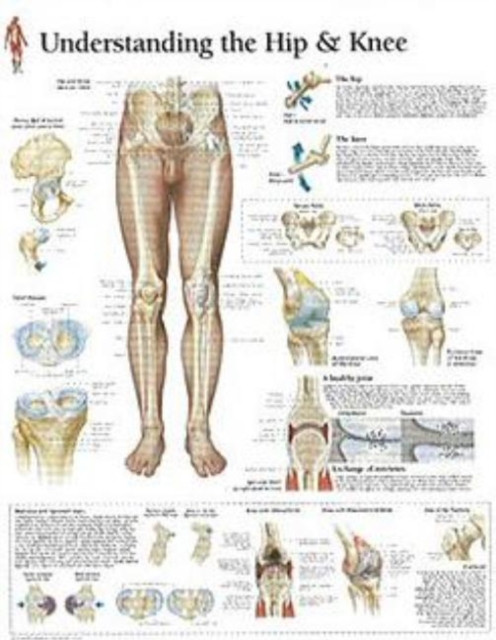 Understanding the Hip & Knee Laminated Poster by Scientific Publishing (Poster)