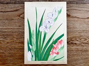 Japanese Woodblock Print “GRADIOLUS” Tsuchiya Rakuzan Antique Original