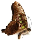 GRAPHIUM AGAMEMNON METON MALE FROM FLORES ISL.