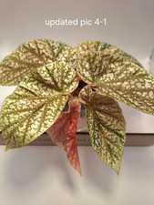 Begonia Snow Capped Pink Variegated- Rooted and Actively Growing- Great Color 2
