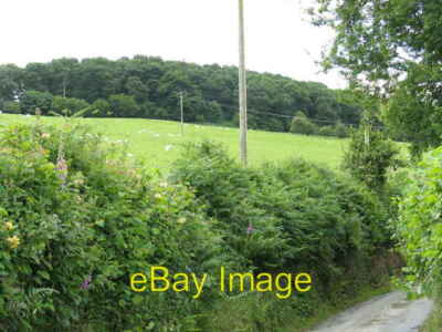 Photo 6x4 Up to Cwm Gilla Wood Garth/SO2772 As ever in this area, sheep  c2008