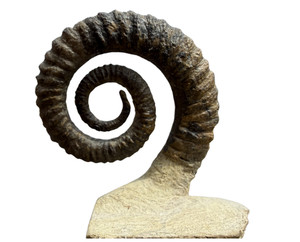 Rare Complete Ammonite Fossil Cretaceous Period Polished Nautilus