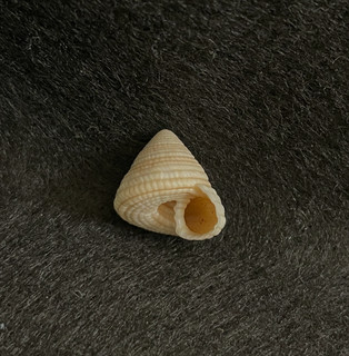Heliacus trochoides Deshayes 14 mm Hawaii USA