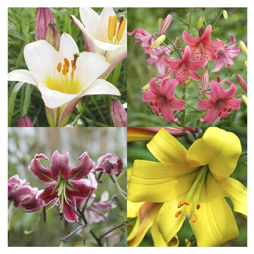 Lilienzwiebeln Sets bunte Blumenzwiebeln Lilium Zwiebeln Knollen Lilien Blüte - Bild 20 von 89