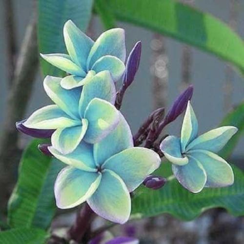 5 Blue Plumeria Seeds Plants Flower Bloom Perennial Seed Flowers