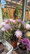 echinopsis hybrid large flower cactus, rooted pup in 7cm pot