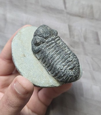 Great Phacopid Trilobite Fossil Arthropod From The Devonian of Morocco