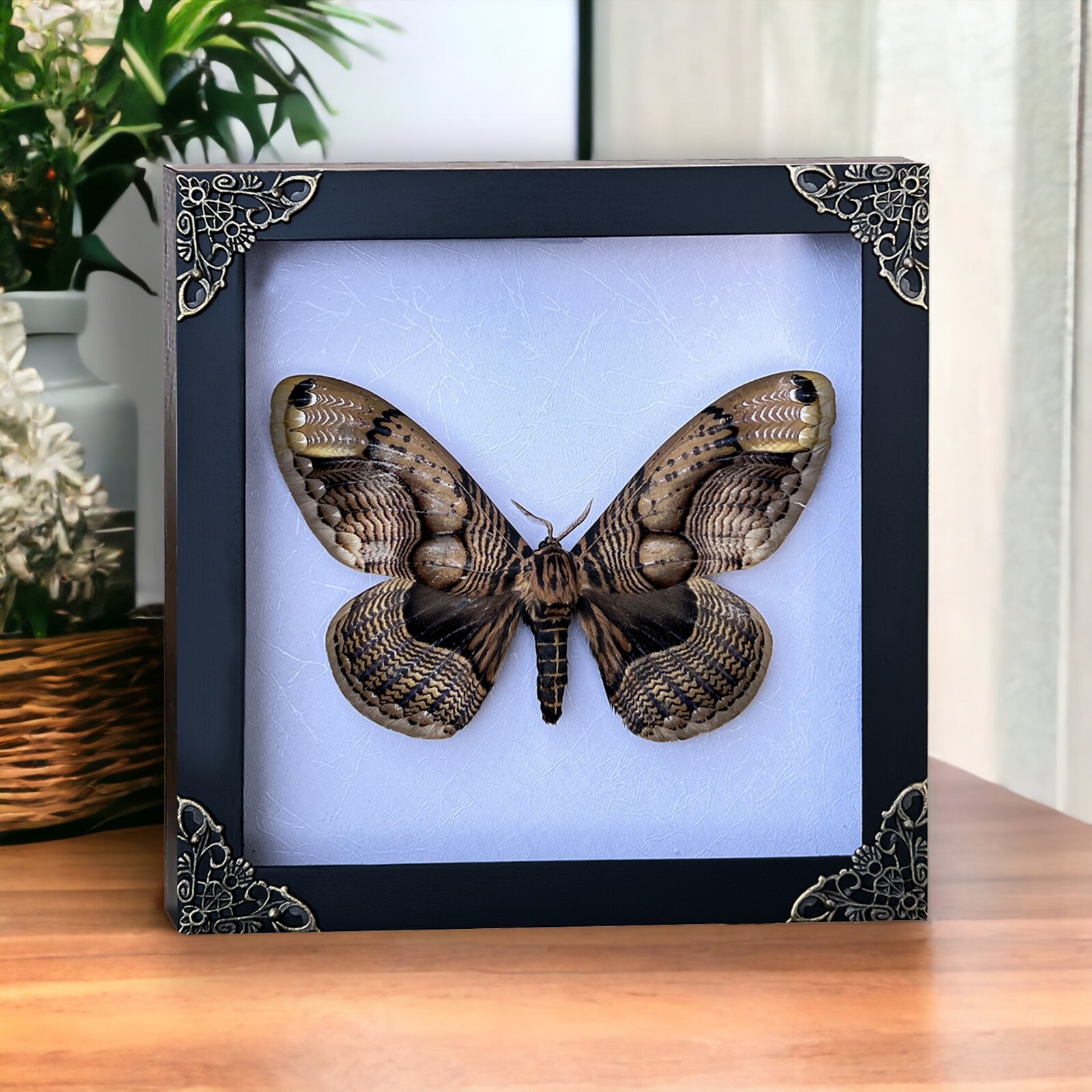 Taxidermy Moth Framed Preserved Insects Bugs Frames for Wall Decor Display
