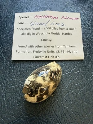EXTINCT fossilized Cowrie shell from central Florida..Pliocene era.