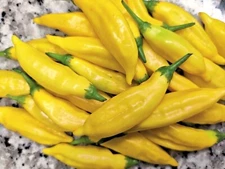 Rare Pepper Seed varieties  🇺🇸 USA Grown 🇺🇸