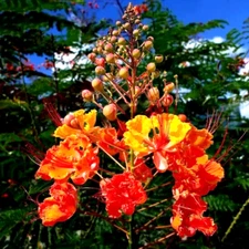 MEXICAN RED BIRD of PARADISE SEEDS (C. Pulcherrima) DWARF POINCIANA Flower Shrub
