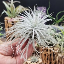 Tillandsia Tectorum Ecuador XLarge Air Plant Real Live Bromeliads