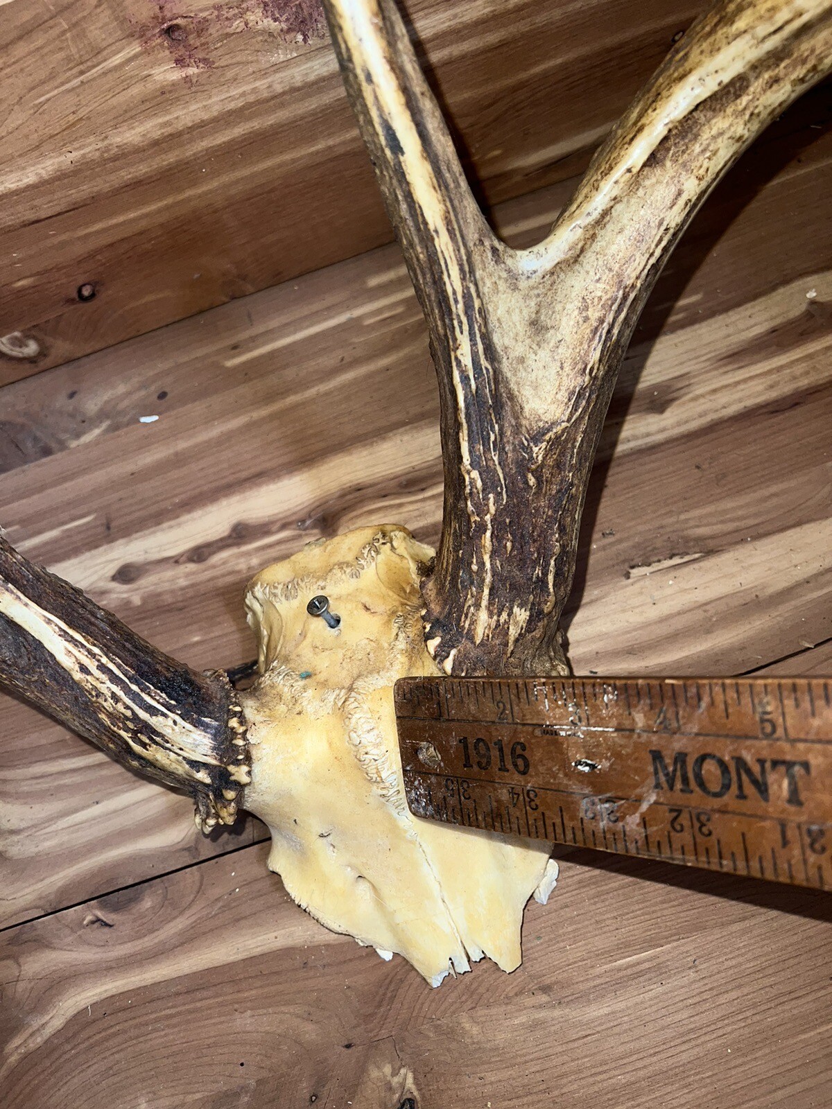 2 Huge Racks Whitetail Deer Skull Plate Antler Rack Cabin Mount