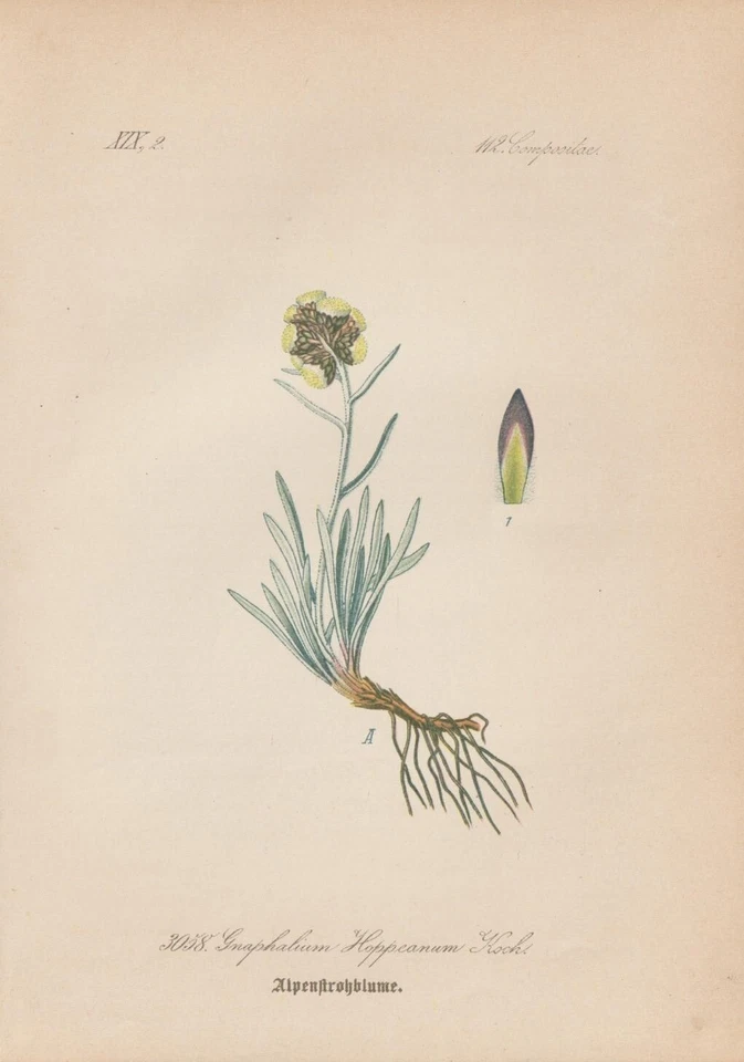 Hoppes Ruhrkraut (Gnaphalium hoppeanum) CHROMOLITHOGRAFIE von 1887 Botanik Antik - Bild 1 von 1